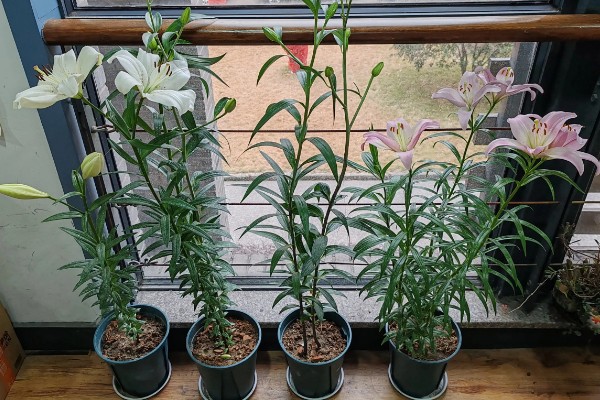 百合花要打顶吗，百合花要打顶