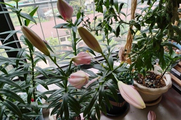 百合花要打顶吗，百合花要打顶