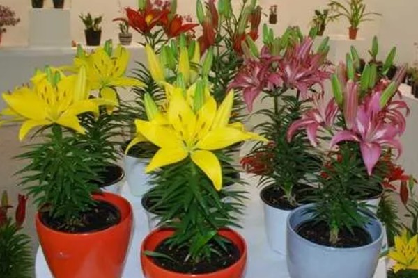 百合花要打顶吗，百合花要打顶