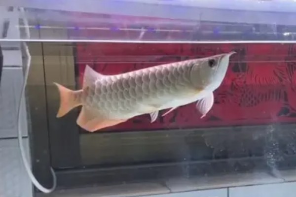 为什么龙鱼会患上肠炎，可能是环境原因、细菌原因等