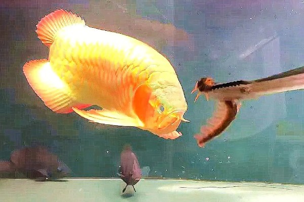 为什么龙鱼会患上肠炎，可能是环境原因、细菌原因等