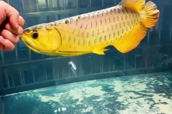 为什么龙鱼会患上肠炎，可能是环境原因、细菌原因等