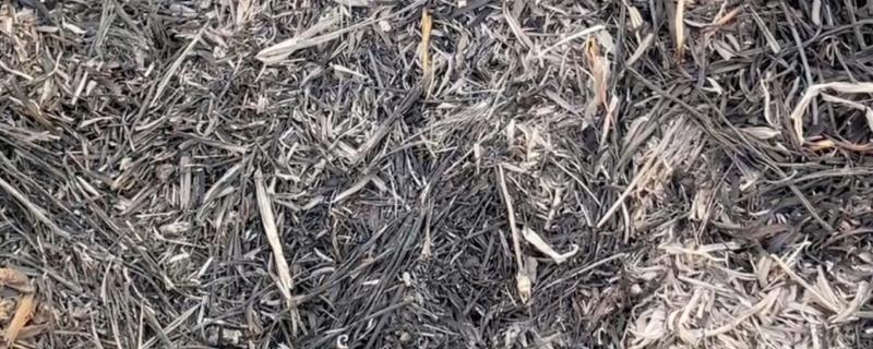 草木灰怎样杀虫又省钱，用10公斤草木灰兑水50公斤