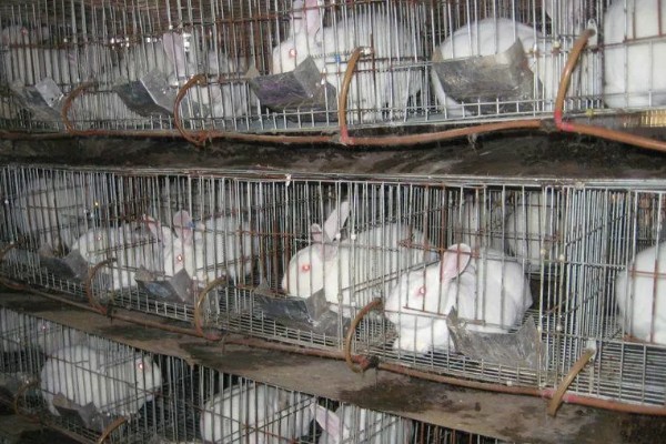 养兔的禁忌,不要轻易捕捉它或大声喧闹