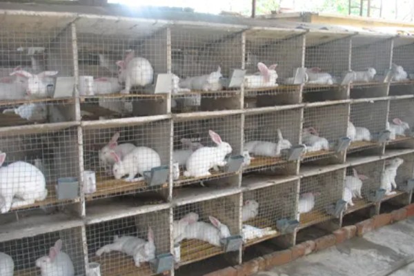 养兔的禁忌,不要轻易捕捉它或大声喧闹