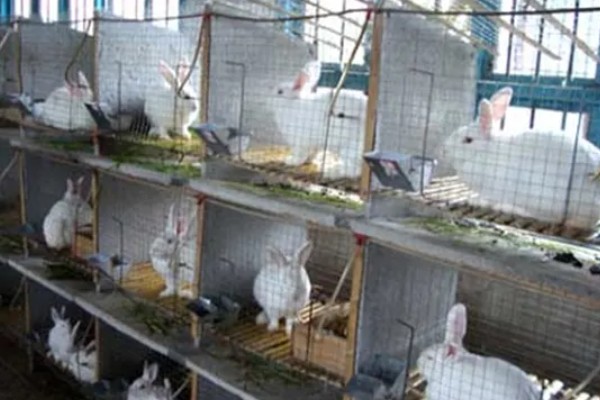 养兔的禁忌,不要轻易捕捉它或大声喧闹