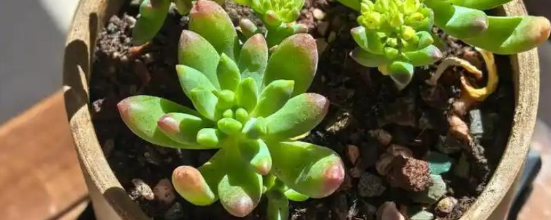 怎样修剪千佛手，在春秋两季进行修剪最佳