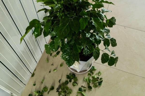 幸福树一般多高可以打顶，通常1.6-1.8m打顶