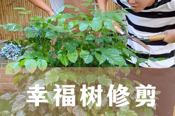 幸福树一般多高可以打顶，通常1.6-1.8m打顶
