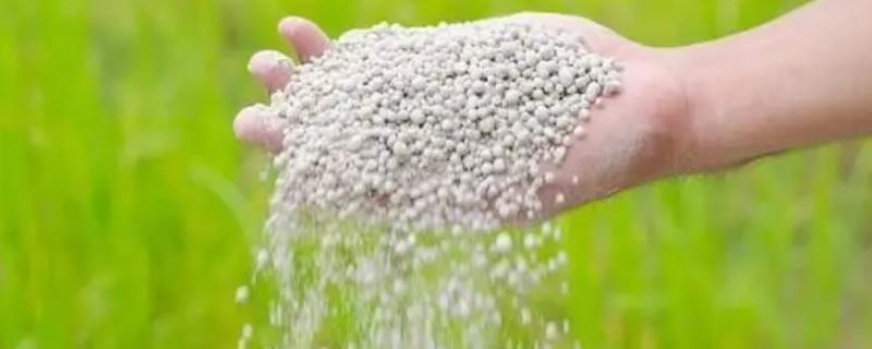 氮肥对植物有什么作用，能促进作物细胞的分裂和生长