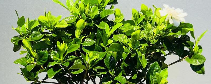 春天有哪些开放的花,有栀子花、马蹄莲等