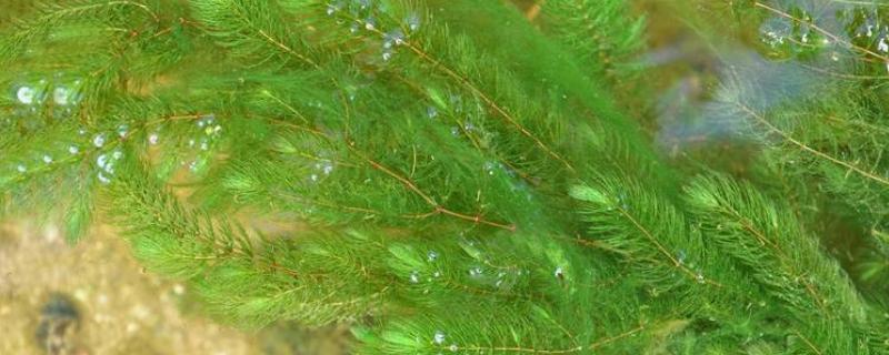 金鱼藻有没有种子,有种子