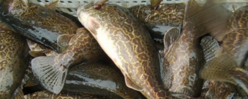 桂鱼的养殖条件，养之前先饲养饵料鱼