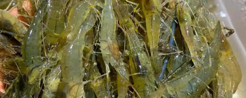 捕捉河虾的配方，原来包括荧光粉、安眠宁片等
