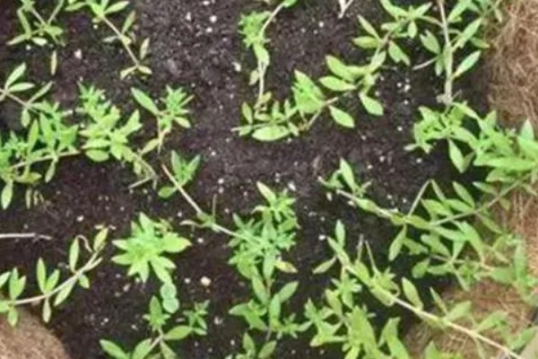 垂盆草的繁殖方法，可播种、扦插、压条等方式繁殖