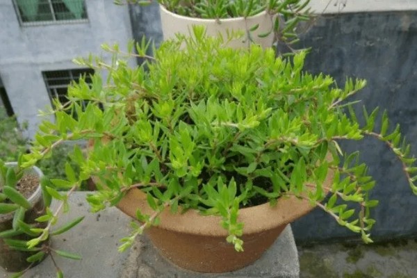 垂盆草的繁殖方法，可播种、扦插、压条等方式繁殖