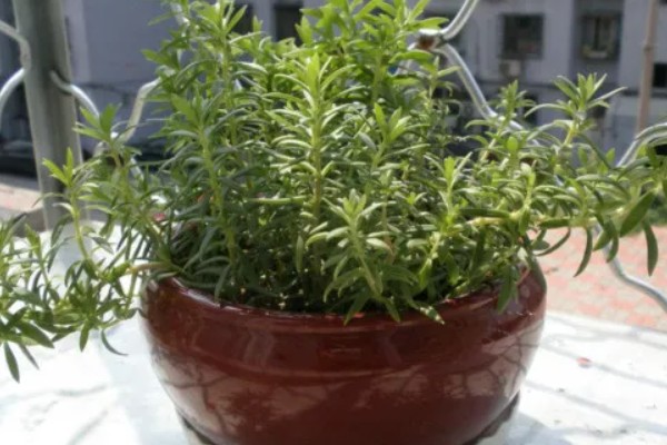 垂盆草的繁殖方法，可播种、扦插、压条等方式繁殖