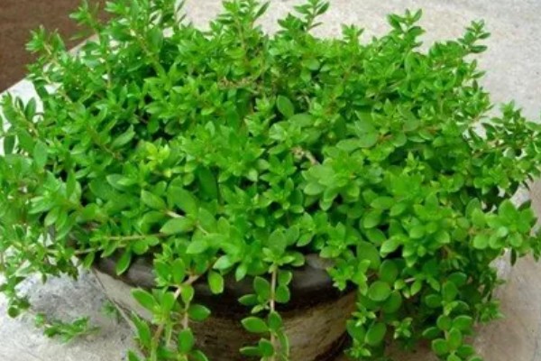 垂盆草的繁殖方法，可播种、扦插、压条等方式繁殖