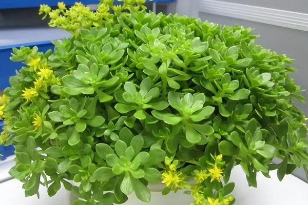 垂盆草的繁殖方法，可播种、扦插、压条等方式繁殖