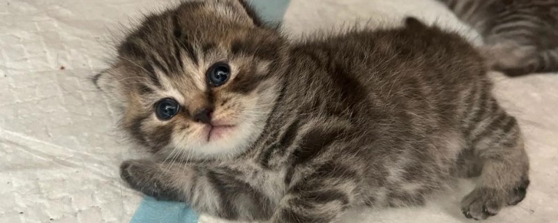 猫咪感染弓形虫有传染性吗，在外界发育至少一天以上才有传染性