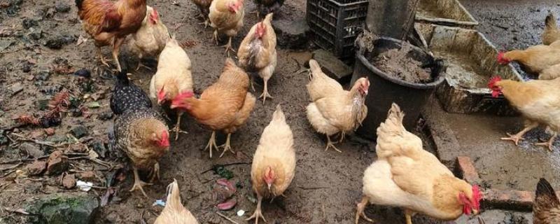 土鸡如何散养,鸡舍建设时应做好防潮处理