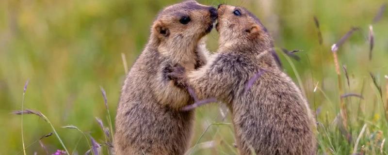 旱獭生活在什么地方，生活在平原、山地的各种草原等