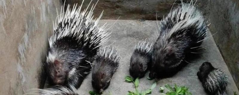 豪猪能长多少斤,通常个体重14 公斤