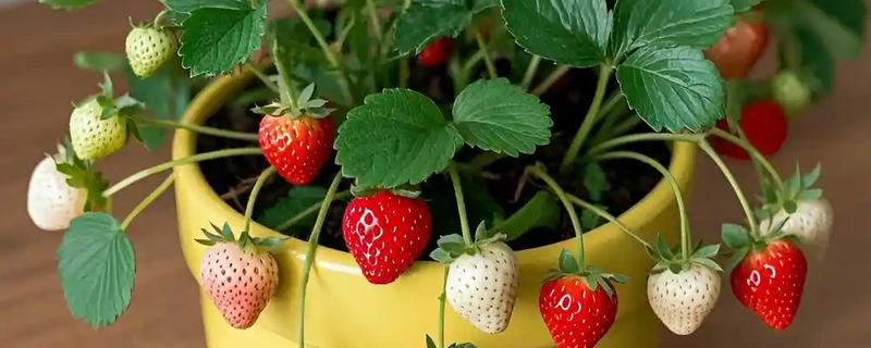 盆栽草莓种植数量，取决于花盆的大小