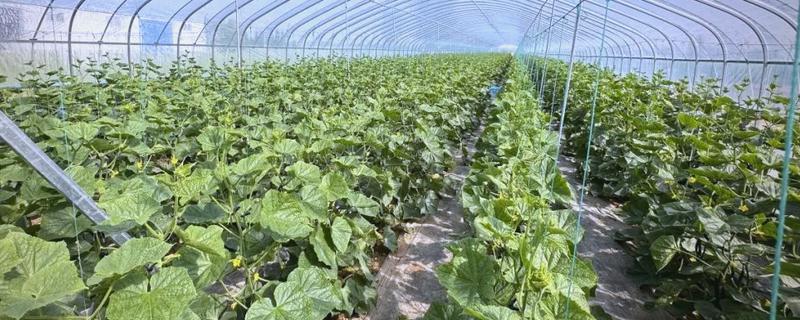 大棚蔬菜病虫害的发生特点，病虫害种类多且传播速度快