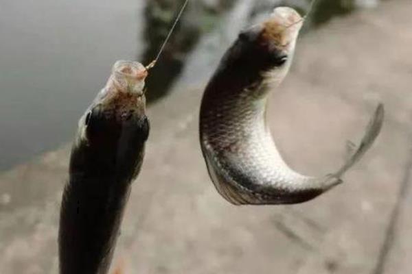 小杂鱼太多怎么钓鲫鱼，建议用清淡的饵料