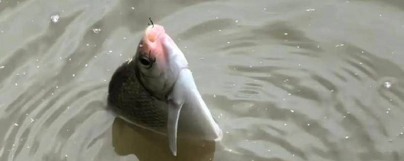 玉米钓鳊鱼的效果，效果都是不错的