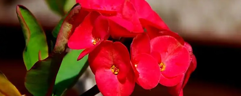 霸王梅怎么养，高温季节应每天浇一次透水