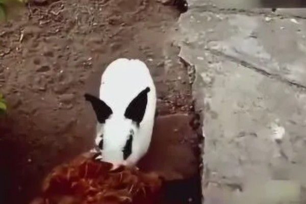 母兔一胎生一只正常吗，不正常