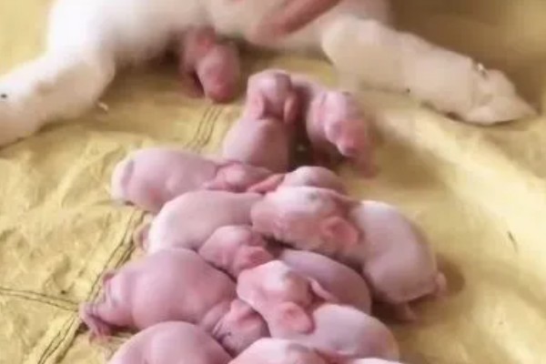 母兔一胎生一只正常吗，不正常