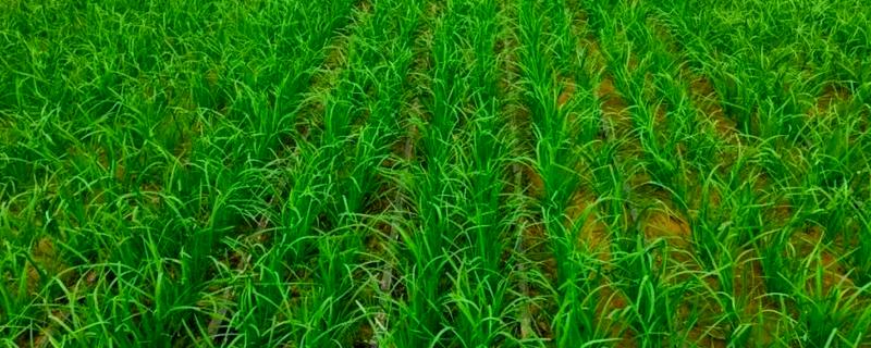 新种的韭菜可以割第一次，30-40天左右就可以进行