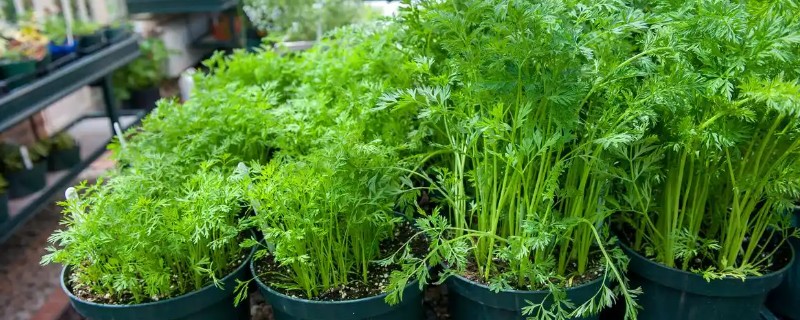 阳台茴香的种植方法，可冬播也可春播