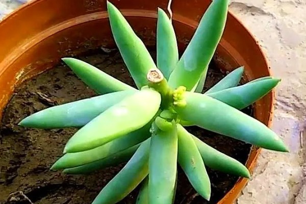 怎样修剪千佛手，在春秋两季进行修剪最佳