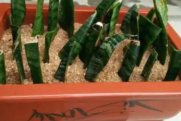 虎皮兰烂心了要不要拔掉，一般需要拔掉