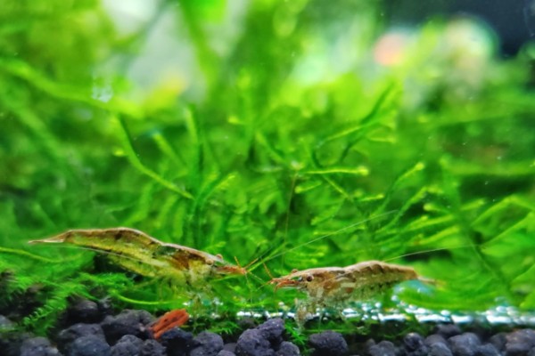 黑壳虾怎样区分公母，可通过性腺、体型来区分