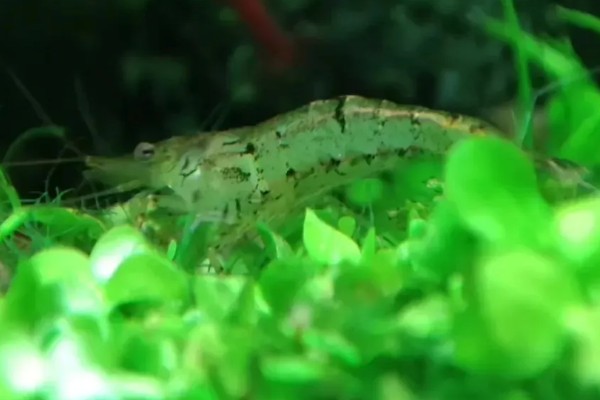 黑壳虾怎样区分公母，可通过性腺、体型来区分