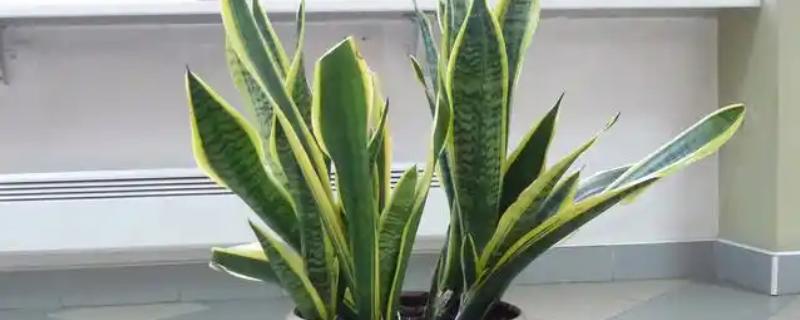 虎皮兰怎么养，夏季要每天浇水一次