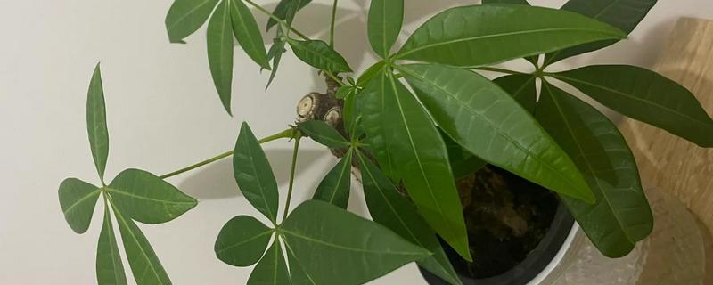 发财树如何修剪，可以在每年的春季进行