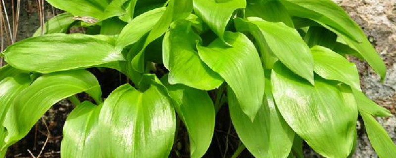 冬天可以种植茖葱吗，不宜在冬天种植