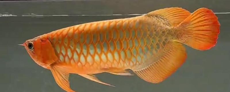 龙鱼不打氧气能坚持多久,一般只能坚持2天