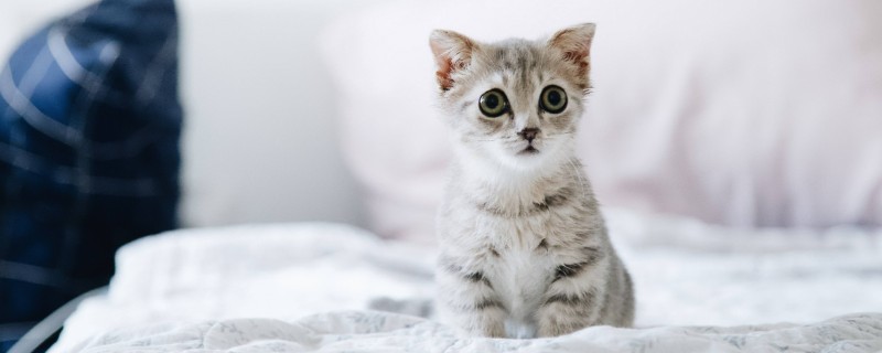 猫咪耳朵掉毛的原因，可能是打架受伤引起的