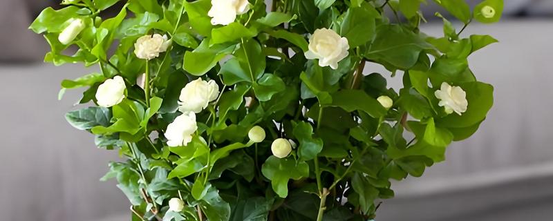 盆栽茉莉可以用什么土壤养殖，为其提供疏松肥沃的酸性土壤