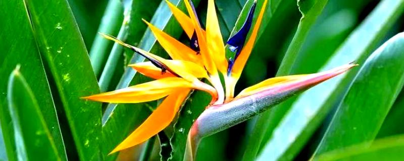 天堂鸟可以养在卧室吗,不适合放在卧室养