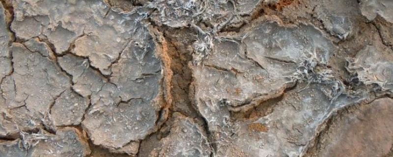 什么是土壤次生盐渍化，又称次生盐碱化