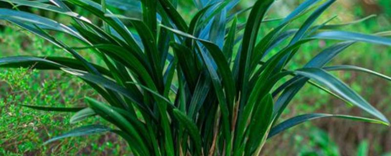 花卉墨兰的寓意，寓意淡泊、高雅等