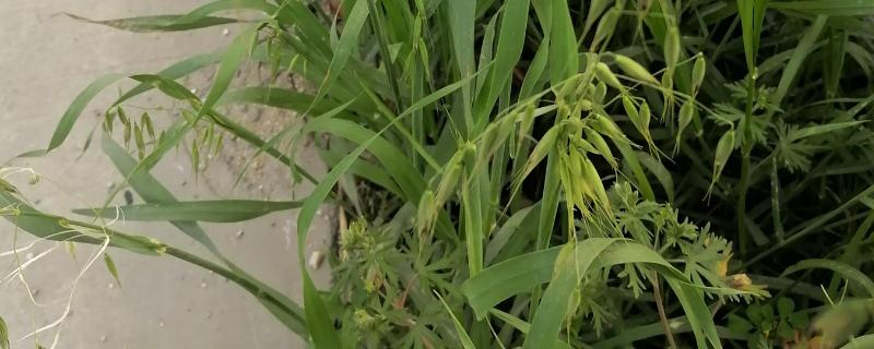 野麦子难防除的原因，其分蘖繁殖能力强